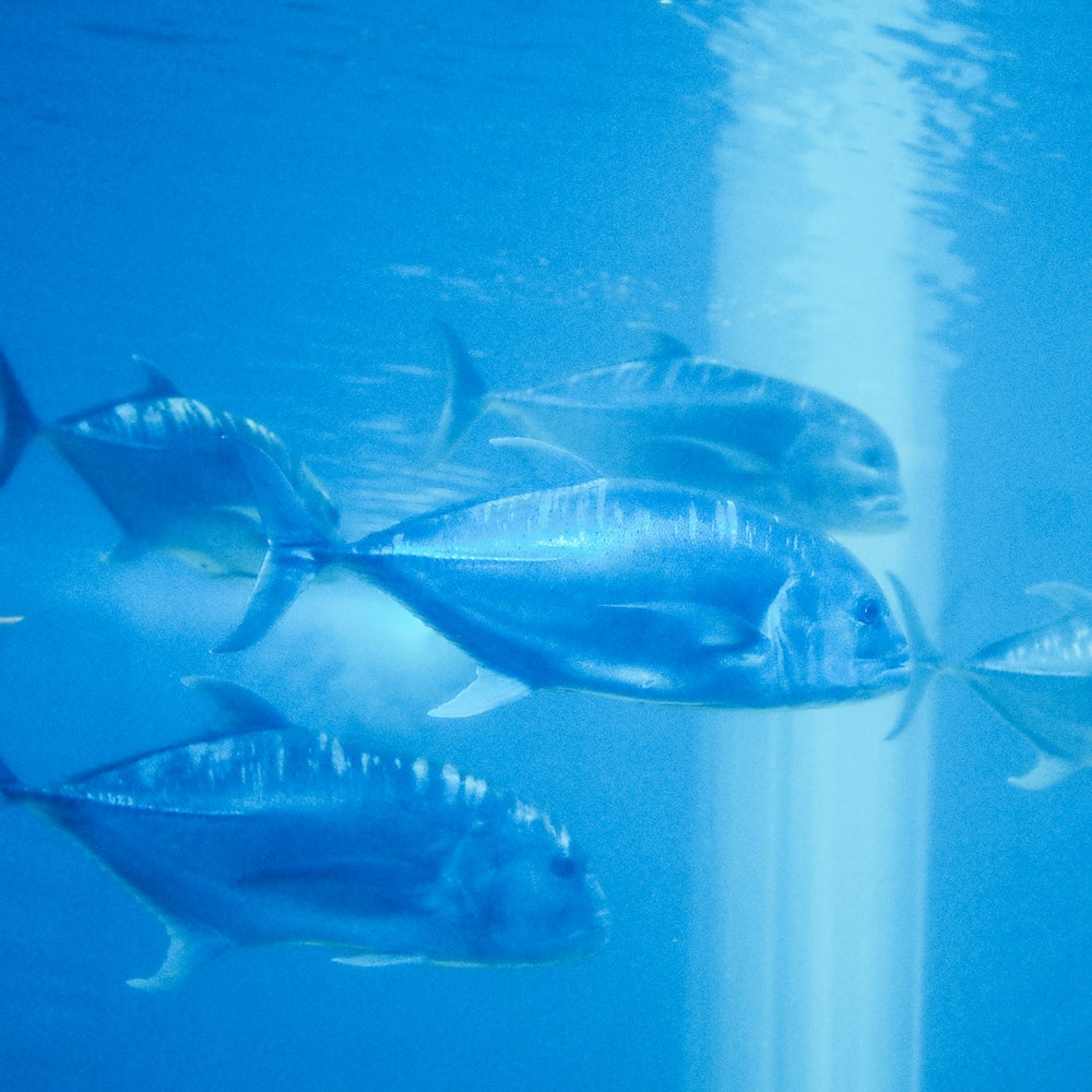 school of fish in water
