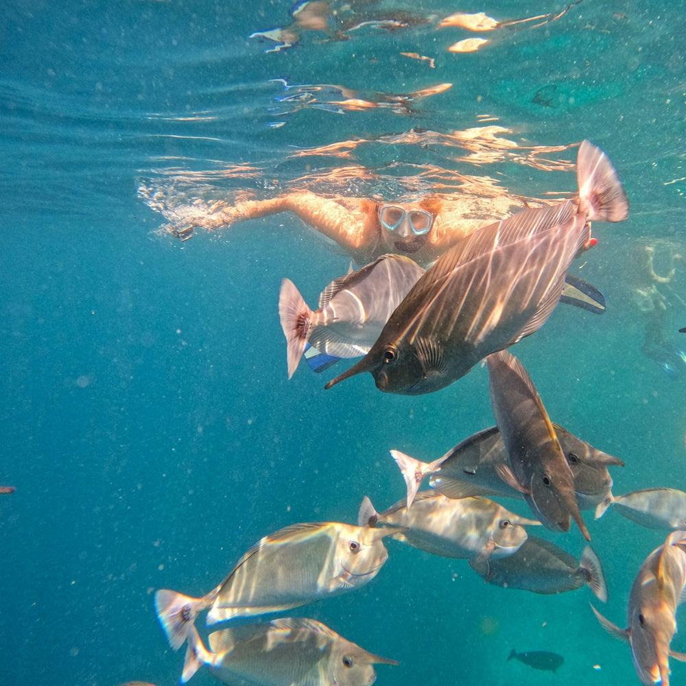 Snorkeler swims with a school of fish underwater.